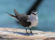 0J6A5120Bridled_Tern