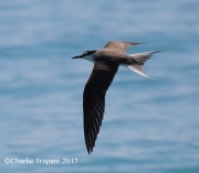 0J6A5171Bridled_Tern