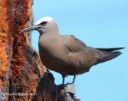 0J6A5217Brown_Noddy