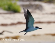 0J6A5258Sooty_Tern