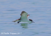 0J6A5270Sooty_Tern