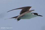 0J6A5289Sooty_Tern