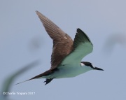 0J6A5292Sooty_Tern