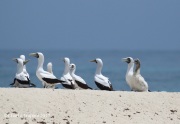 0J6A5327Masked_Boobies