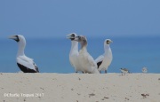 0J6A5335Masked_Booby