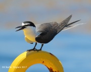 0J6A5439Bridled_Tern