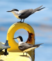 0J6A5444Bridled_Terns