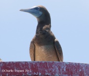 0J6A5543Brown_Booby