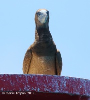 0J6A5546Brown_Booby