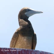 0J6A5549Brown_Booby