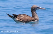 0J6A5579Brown_Booby