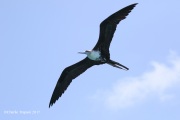0J6A5623Magnificent_Frigatebird