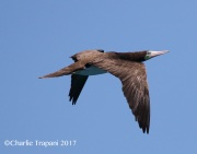 0J6A5651Brown_Booby