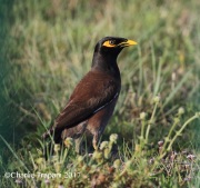 0J6A5709Common_Myna