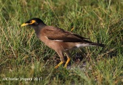 0J6A5735Common_Myna
