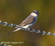 0J6A5751Gray_Kingbird