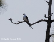 0J6A6096Swallow-tailed_Kite