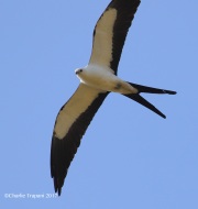 0J6A6120Swallow-tailed_Kite