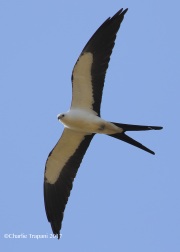0J6A6122Swallow-tailed_Kite