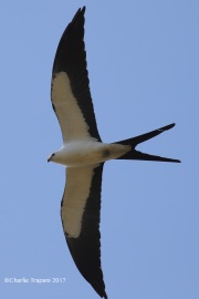 0J6A6127Swallow-tailed_Kite