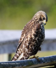 0J6A6167Red-Shouldered_Hawk