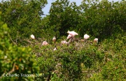 0J6A6184Roseate_Spoonbills