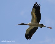 0J6A6222Wood_Stork