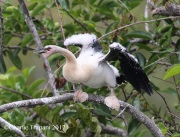 0J6A6279Anhinga