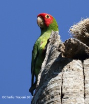 0J6A6328Red-Masked_Parakeet
