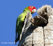 0J6A6331Red-Masked_Parakeet