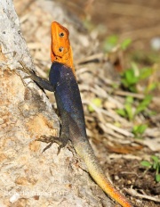 0J6A6341West_african_Rainbow_Lizard_1