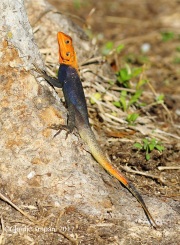 0J6A6344West_African_Rainbow_Lizard_1