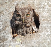0J6A6351Eastern_Screech_Owl