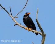 0J6A6411Hill_Myna