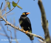 0J6A6425Hill_Myna