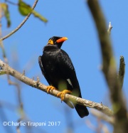 0J6A6431Hill_Myna
