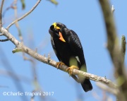 0J6A6434Hill_Myna
