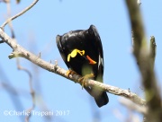 0J6A6442Hill_Myna