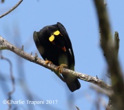 0J6A6453Hill_Myna