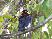 0J6A6465Hill_Myna