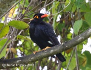 0J6A6472Hill_Myna