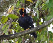 0J6A6474Hill_Myna
