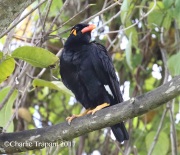 0J6A6488Hill_Myna
