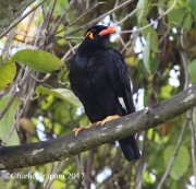 0J6A6491Hill_Myna