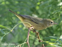 0J6A0028Yellow_Warbler