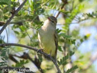 0J6A0067Bell's_Vireo