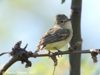 0J6A0071Bell's_Vireo