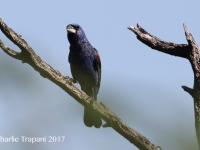 0J6A0084Blue_Grosbeak