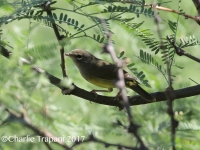 0J6A0092MacGillvray's_Warbler