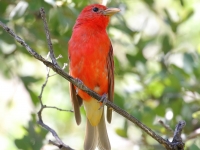 0J6A0127Summer_Tanager